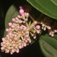 Medinilla multiflora Merr.